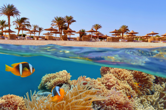 Kamera halb unter Wasser mit orangefarbenen Fischen, Blick Richtung Strand mit Sonnenschirmen